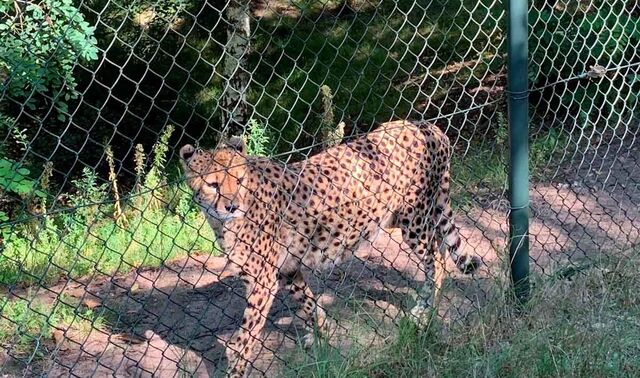 Ein Gepard hinter einem Maschendrahtzaun
