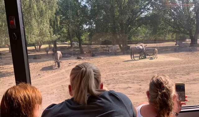 Drei Damen beobachten durch das Fenster des Safari-Busses Tiere.