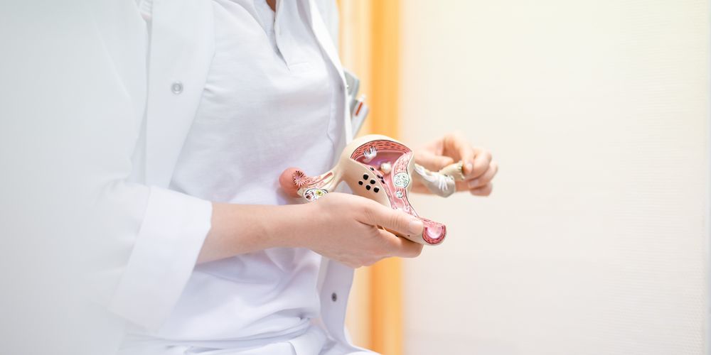 Modell zum zeigen von Myomarten in der Gebärmutter