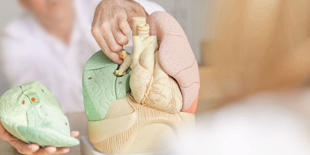 Ein Facharzt für Thoraxchirurgie erklärt an einem Modell die Lunge.