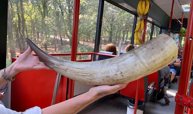 Ein paar Hände hält ein riesiges Büffelhorn. Im Hintergrund ist der Safaribus von innen zu sehen.